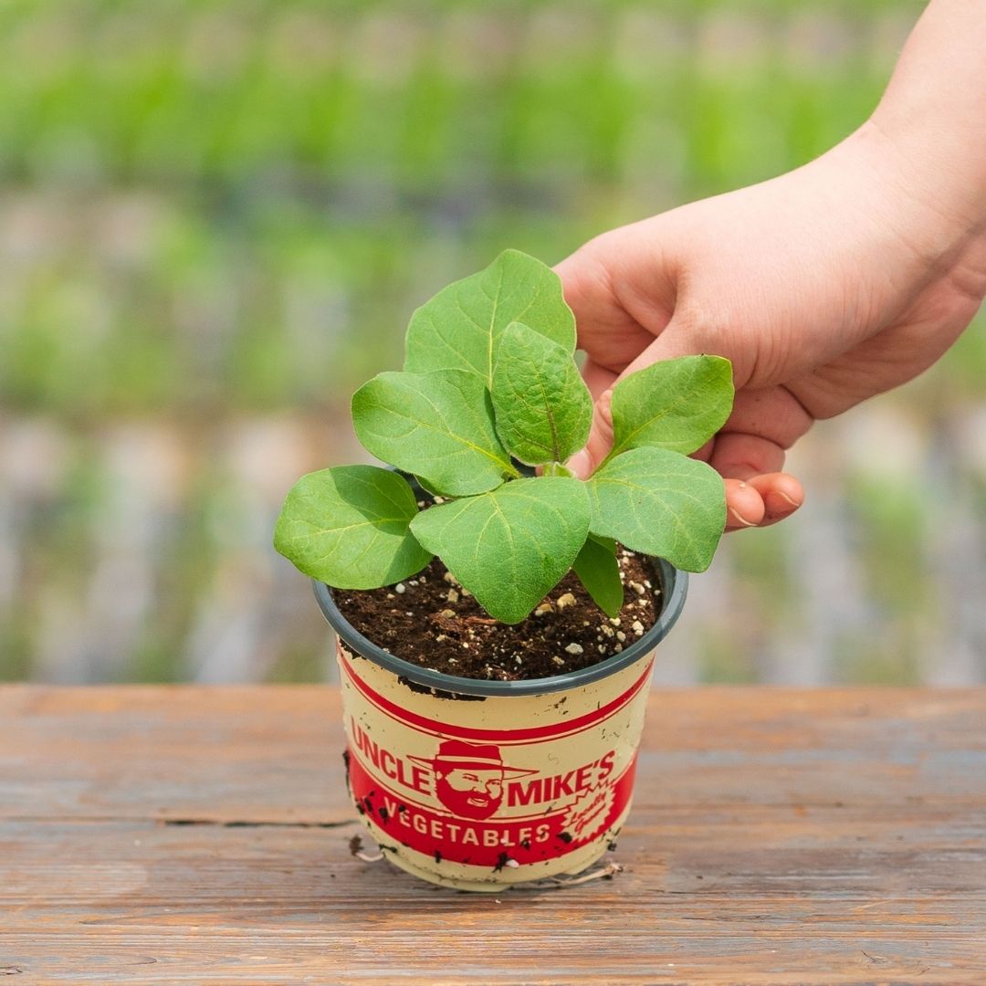 Eggplant – Black Beauty – 4″ Pot